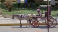 North America, Mexico, Yucatan, Merida. A Calesa Or Horse-Drawn Carriage