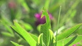 Plant Clover Trifolium Pratense Trefoil On Green Background Of Forage Meadow 4k
