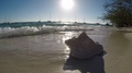 Conch Shell On Shore With Rolling Waves Gopro