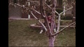 United States 1970s: Boy Sits By Tree And Feels Angry And Upset