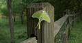 Panning View Of Lime-Green Luna Moth On Split Rail Fence Post Close-Up