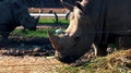 Southern White Rhinoceros In Zoo