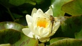 Newly Emerged Dragonfly Drying On Waterlily Flower