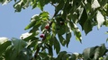 Tree Branches Of Wild Or Sweet Cherry Fruit Close-Up