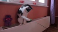 Black And White Cute Active Cat Playing With A Toy. Heating System