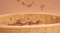 Peeled Peanuts Fall Into A Beige Basket In Slow Motion