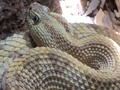 White Cobra Snake Close-Up On Scales - Img 5523