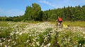 Wild Flowers Line A Dirt Road As Cyclist Rides By