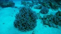 School Of Black And White Striped Fish Hides In Coral - Red Sea