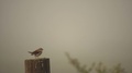 Nestling Bird On A Branch In Background A Foggy Morning