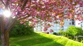 4k Pink Cherry Tree Slow Motion Petal Blossoms Falling, Sun Light Flare