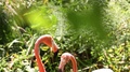 Close Up Of Two Flamingos Nuzzling Heads In Love In Swampland