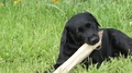 Black Labrador Retriever Dog Lies On Green Grassy Lawn And Gnaws Wooden Log