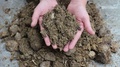 Animal Manure Compost. The Hands Of A Man