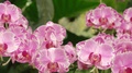 Beautiful Pink Phalaenopsis Orchid Flowers.