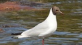 Close Up Of A Black-Headed Gull Standing In The Water Looking For Fish