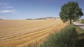 Wheat Field After The Harvest And Plow.