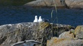 Two Seagulls Resting Close To Each Other On A Rock In The Baltic Sea