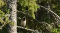 Juvenile Hooded Crow Sitting In A Spruce Tree