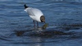 Black-Headed Gull Swallowing A Fish