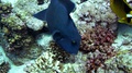 Big Fish, Blue Redtooth Triggerfish In Red Sea