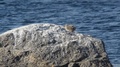 A Seagull Chick Is Slowly Wandering Over A Rock In A Bay Of The Baltic Sea