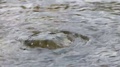Ripples On Water Sources - Close Up And Static