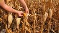 Farmer Checking Progress Of Corn Fields, Picking Corn.