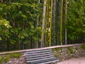 Bench In Bamboo Grove.