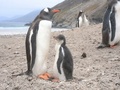 A Funny Chick Of Gentoo Penguin Preen Their Feathers