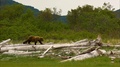 Mother Bear With Young Cub Grassland Katmai Alaska