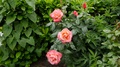 Peach Roses In Ireland
