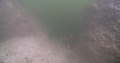 Beaked Coralfish Behaving Nervously On Sandy Silty Estuary, Chelmon Rostratus,