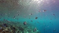 Many Indopacific Sergeant Swim In The Reef