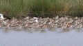 Black Tailed Godwit Limosa Limosa Large Flock At Rest In Pool