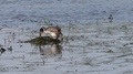 Great Crested Grebe Podiceps Cristatis Turning Eggs During Incubation