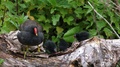 Moorhen Adult Feeding Chicks On Dead Log