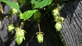 Leaves And Cones Of Hop