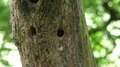 Great Spotted Woodpecker Dendrocopus Major Male Flies To Nest