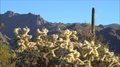 Arizona-Santa-Catalina-Mountains-Cholla-Cactus