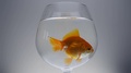Goldfish Floating In The Water Of A Large Glass Goblet