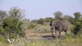 Bull Elephant Leaves The Waterhole