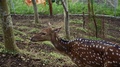 Deer In A Forest Closeup