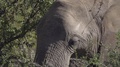 Young Male Elephant Foraging For Food