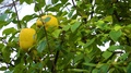 Lots Of Yellow Lemon Fruits On The Tree