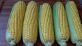 Fresh Corn On The Cob Kernels