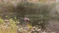 A Beaver In Pond As Rain Falls, Zoom Into Ecu, 4k.
