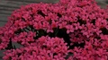 Pink Kalanchoe Blossfeldiana