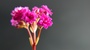 Blooming Pink, Flower Kalanchoe. Relocation Of Focus In Without Focus.