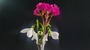 Blooming Pink, Flower Kalanchoe And Snowb. Relocation Of Focus In Without Focus.